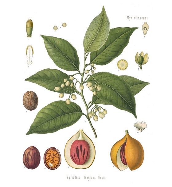 Muskatnussbaum Myristica fragrans Illustration Hexeneinmaleins Hexipedia