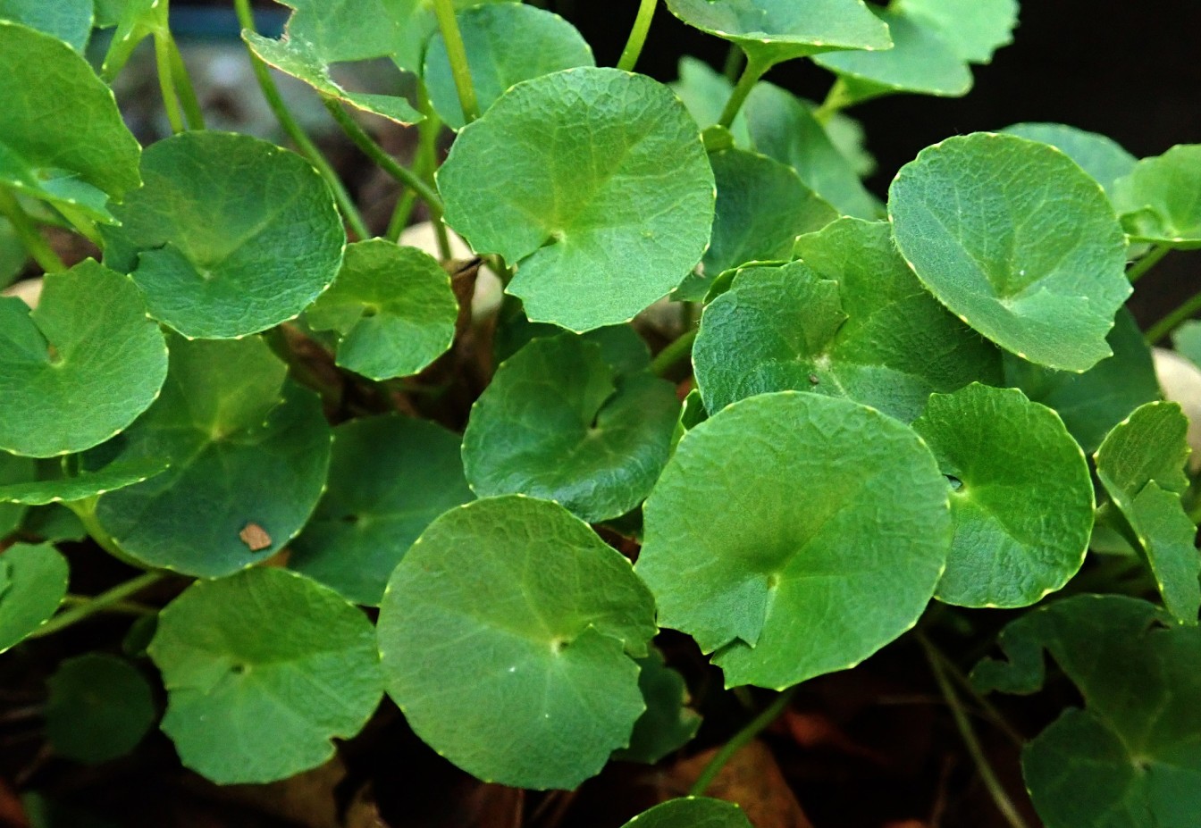 Indischer Wassernabel Gotu Kola Heipedia Hexeneinmaleins