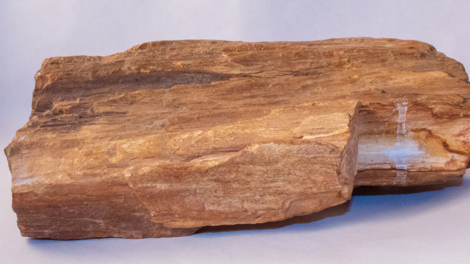 Versteinertes Holz Titelbild